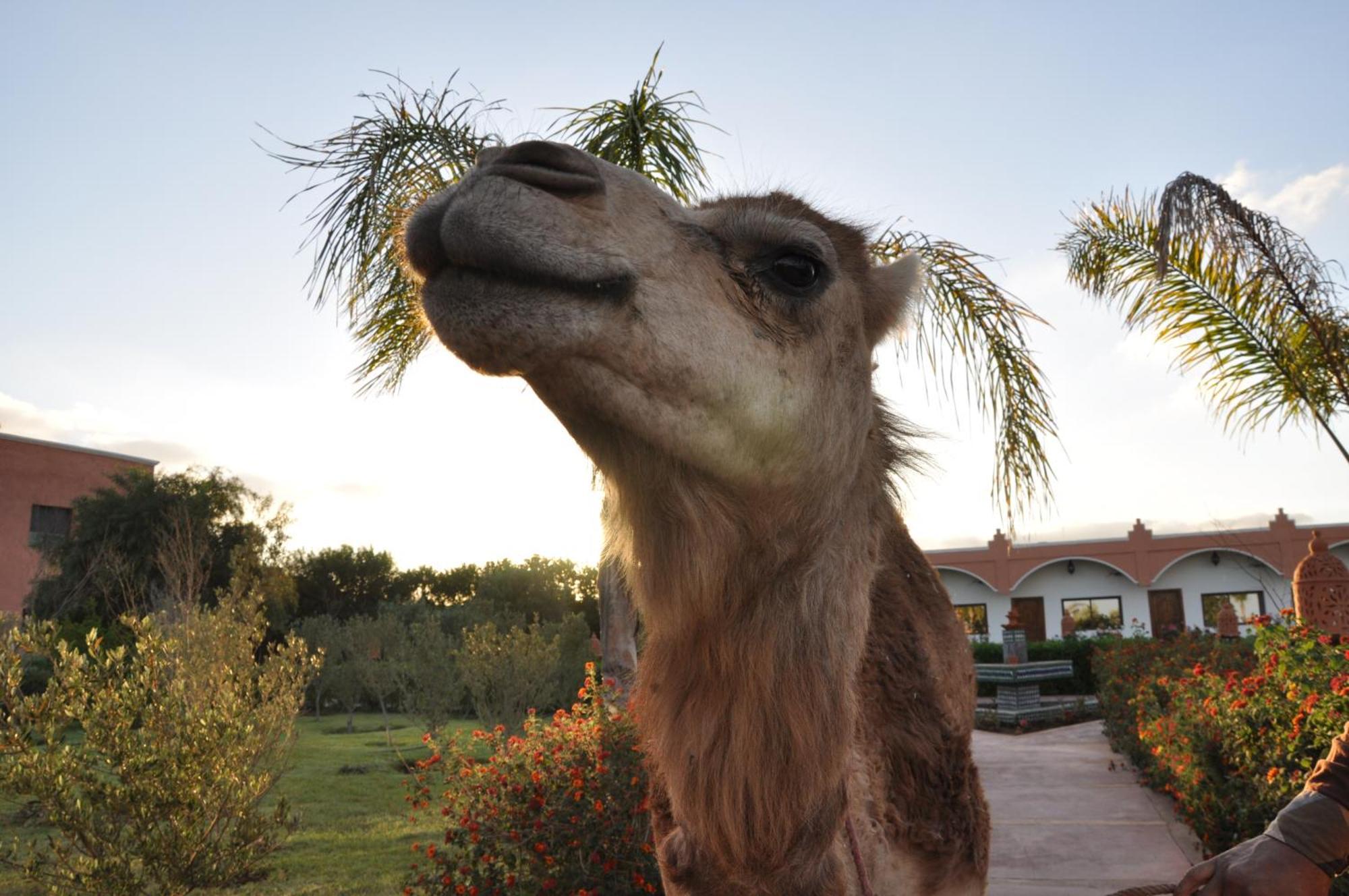 哈姆达尼摩洛哥传统庭院住宿加早餐旅馆 Derroua 外观 照片