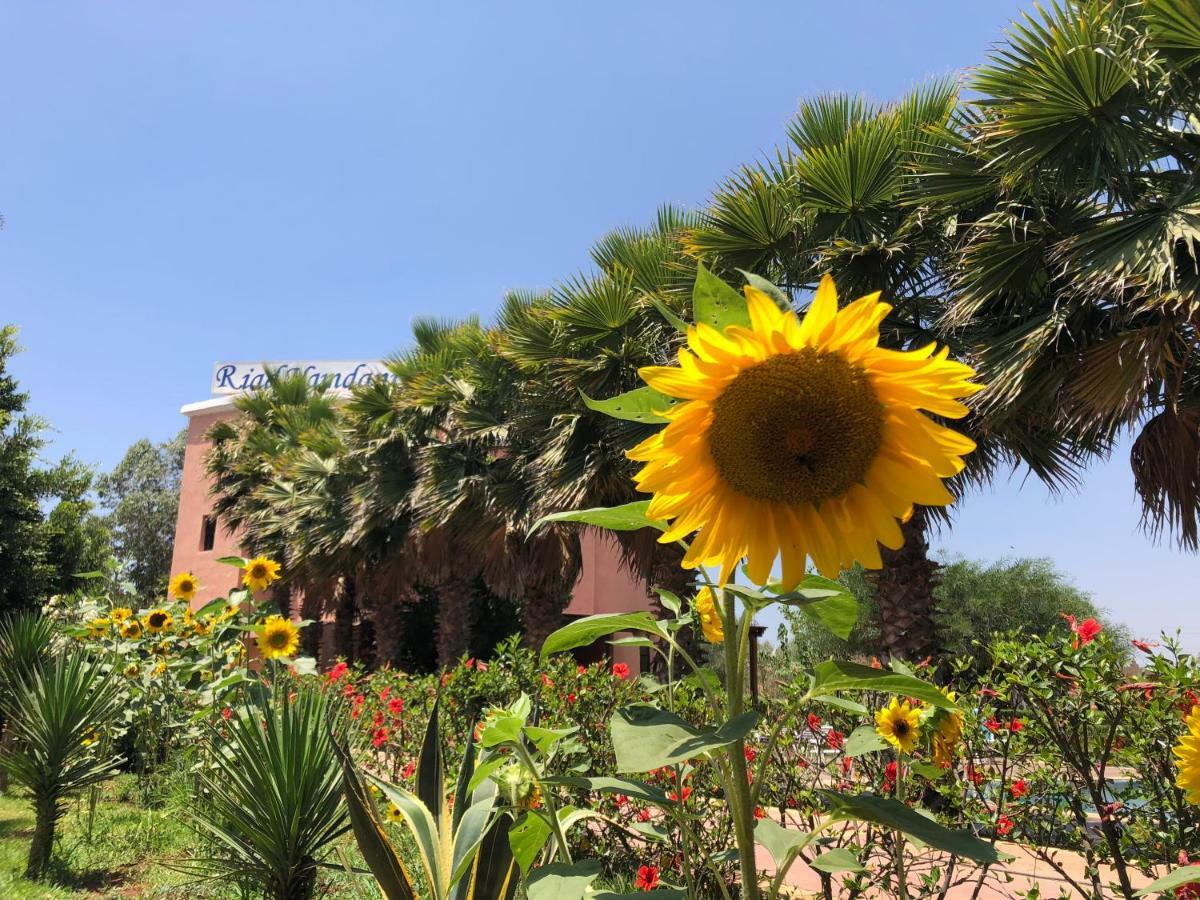 哈姆达尼摩洛哥传统庭院住宿加早餐旅馆 Derroua 外观 照片
